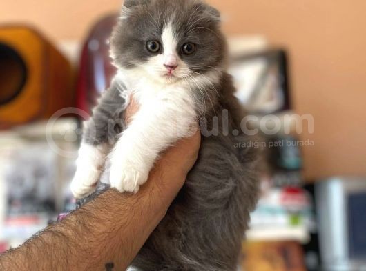 Bi Colar Yavrularımız Scottish Fold