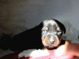 Safkan Özel Irk Doberman Yavrularım