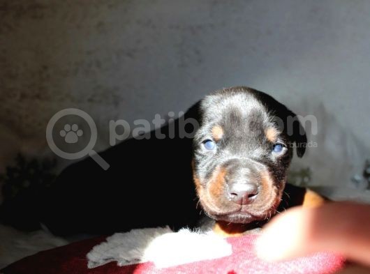Safkan Özel Irk Doberman Yavrularım görsel