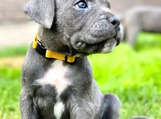 Sağlıklı Özel Irk Cane Corsa Blue Yavrularım görsel
