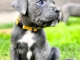Sağlıklı Özel Irk Cane Corsa Blue Yavrularım