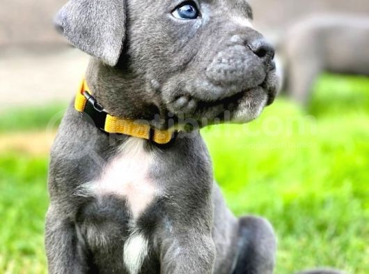 Sağlıklı Özel Irk Cane Corsa Blue Yavrularım görsel