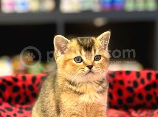 Golden Black Oyuncu Bri̇ti̇sh Shorthai̇r Yavrumuz görsel