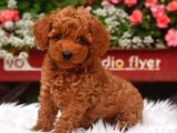TOOY POODLE YAVRUMUZ 0 TEACUP 