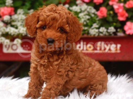 Tooy Poodle Yavrumuz 0 Teacup 