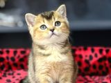 Golden Black Oyuncu Bri̇ti̇sh Shorthai̇r Yavrumuz