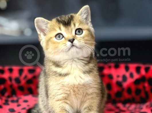 Golden Black Oyuncu Bri̇ti̇sh Shorthai̇r Yavrumuz görsel