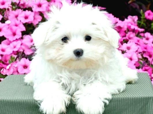 Maltesse Terrier Cinsi Güzel Yavrular 
