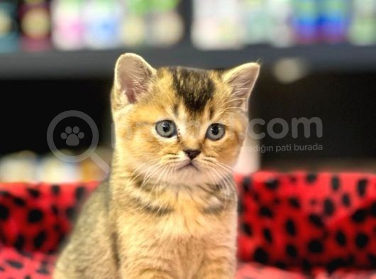 Golden Black Oyuncu Bri̇ti̇sh Shorthai̇r Yavrumuz görsel