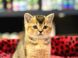 Golden BLACK OYUNCU BRİTİSH SHORTHAİR YAVRUMUZ