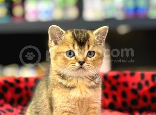 Golden Black Oyuncu Bri̇ti̇sh Shorthai̇r Yavrumuz