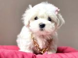 Mini boy maltese yavrular 