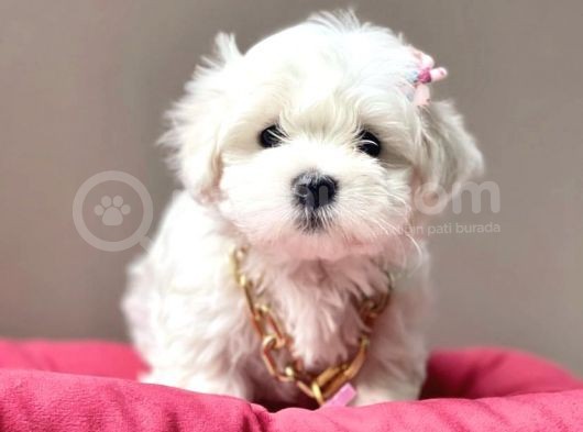 Mini Boy Maltese Yavrular 