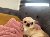 1 Yaş Minik Erkek Bebek Surat Chihuahua