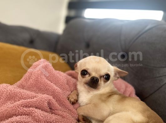 1 Yaş Minik Erkek Bebek Surat Chihuahua görsel