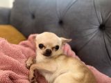 1 Yaş Minik Erkek Bebek Surat Chihuahua
