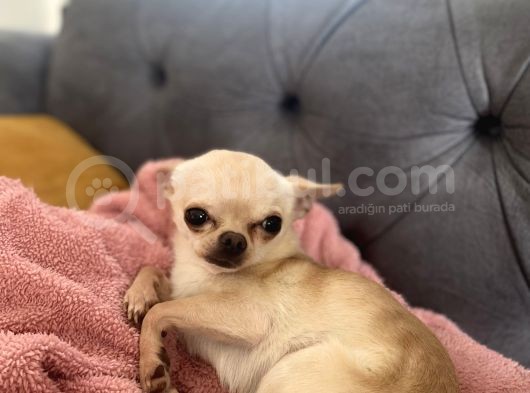 1 Yaş Minik Erkek Bebek Surat Chihuahua görsel