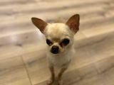 1 Yaş Minik Erkek Bebek Surat Chihuahua