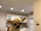 1 yaş minik erkek Bebek surat Chihuahua