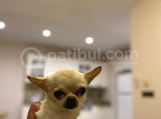 1 Yaş Minik Erkek Bebek Surat Chihuahua