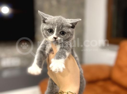 Bri̇ti̇sh Shorthai̇r Bi̇color Yavru görsel