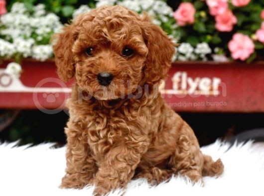 Tooy Poodle Yavrumuz 0 Teacup 