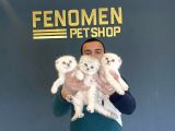 RENK RENK SCOTTISH FOLD YAVRULARI FENOMEN PETSHOP ANKARA