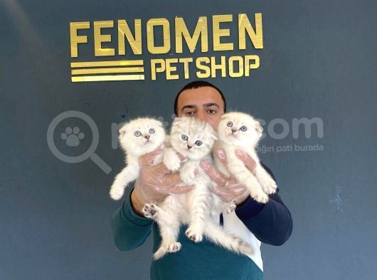 Renk Renk Scottish Fold Yavrulari Fenomen Petshop Ankara