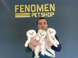 Renk Renk Scottish Fold Yavrulari Fenomen Petshop Ankara