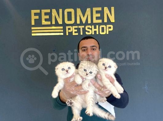 Renk Renk Scottish Fold Yavrulari Fenomen Petshop Ankara görsel
