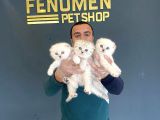 Renk Renk Scottish Fold Yavrulari Fenomen Petshop Ankara