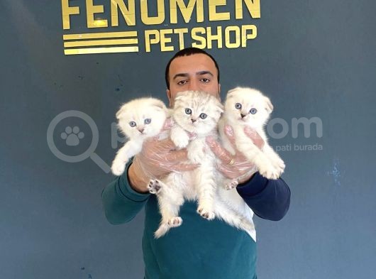 Renk Renk Scottish Fold Yavrulari Fenomen Petshop Ankara görsel