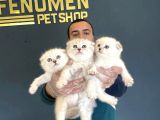 Renk Renk Scottish Fold Yavrulari Fenomen Petshop Ankara