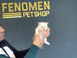 Renk Renk Scottish Fold Yavrulari Fenomen Petshop Ankara