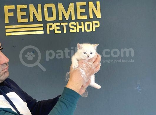 Renk Renk Scottish Fold Yavrulari Fenomen Petshop Ankara görsel