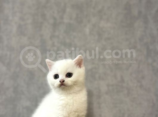 Kar Beyazi Bri̇ti̇sh Shorthai̇r Yavrularimiz görsel