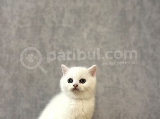 Kar Beyazi Bri̇ti̇sh Shorthai̇r Yavrularimiz görsel