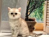 SİLVER BRİTİSH SHORTHAİR YAVRULARIMIZ