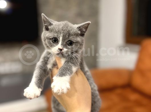 Bri̇ti̇sh Shorthai̇r Bi̇color Yavru