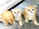 A kalite BRİTİSH SHORTHAİR GOLDEN  yavrular