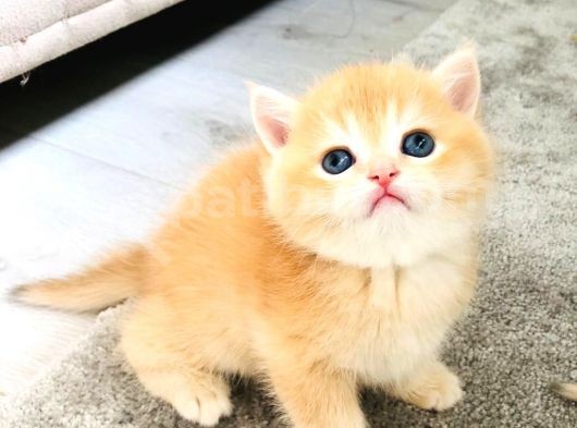 A Kalite Bri̇ti̇sh Shorthai̇r Golden  Yavrular görsel