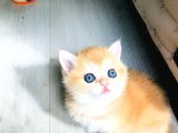 A Kalite Bri̇ti̇sh Shorthai̇r Golden  Yavrular