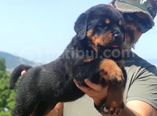 Koca Kafa Macar Rotwei̇ller Yavrulari görsel