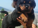 Koca Kafa Macar Rotwei̇ller Yavrulari