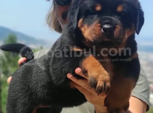 Koca Kafa Macar Rotwei̇ller Yavrulari görsel
