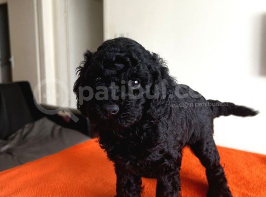 Safkan Red Ve Black Toy Poodle Yavrular - Ücretsiz Servis görsel