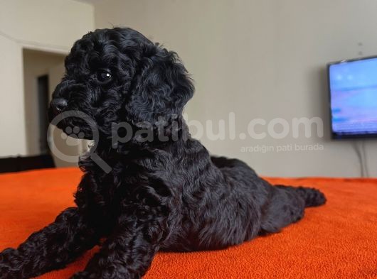 Safkan Red Ve Black Toy Poodle Yavrular - Ücretsiz Servis görsel