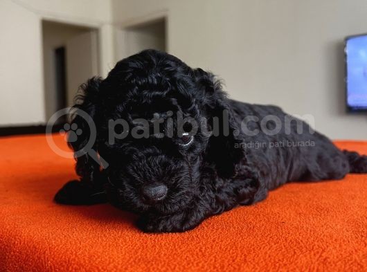 Safkan Red Ve Black Toy Poodle Yavrular - Ücretsiz Servis görsel