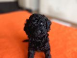 Safkan Red Ve Black Toy Poodle Yavrular - Ücretsiz Servis