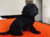 Safkan Red Ve Black Toy Poodle Yavrular - Ücretsiz Servis